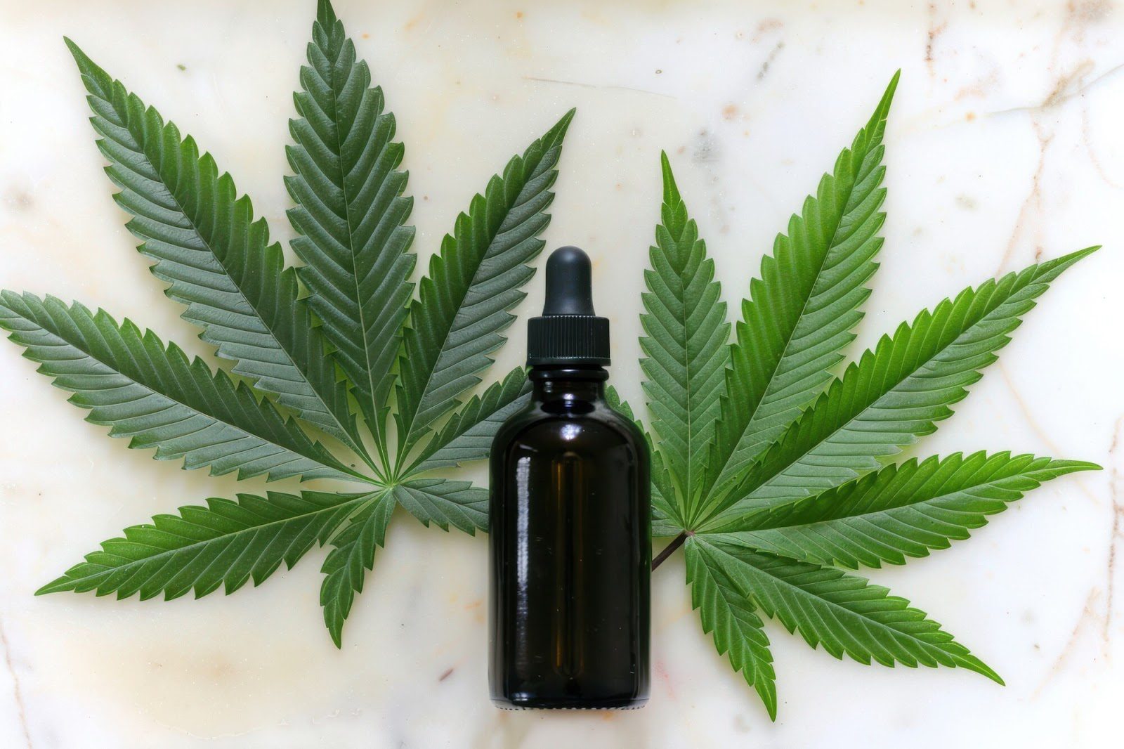 Экологичность семян конопли