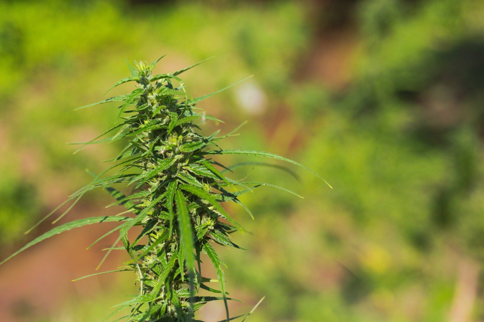 Как выбрать качественные семена