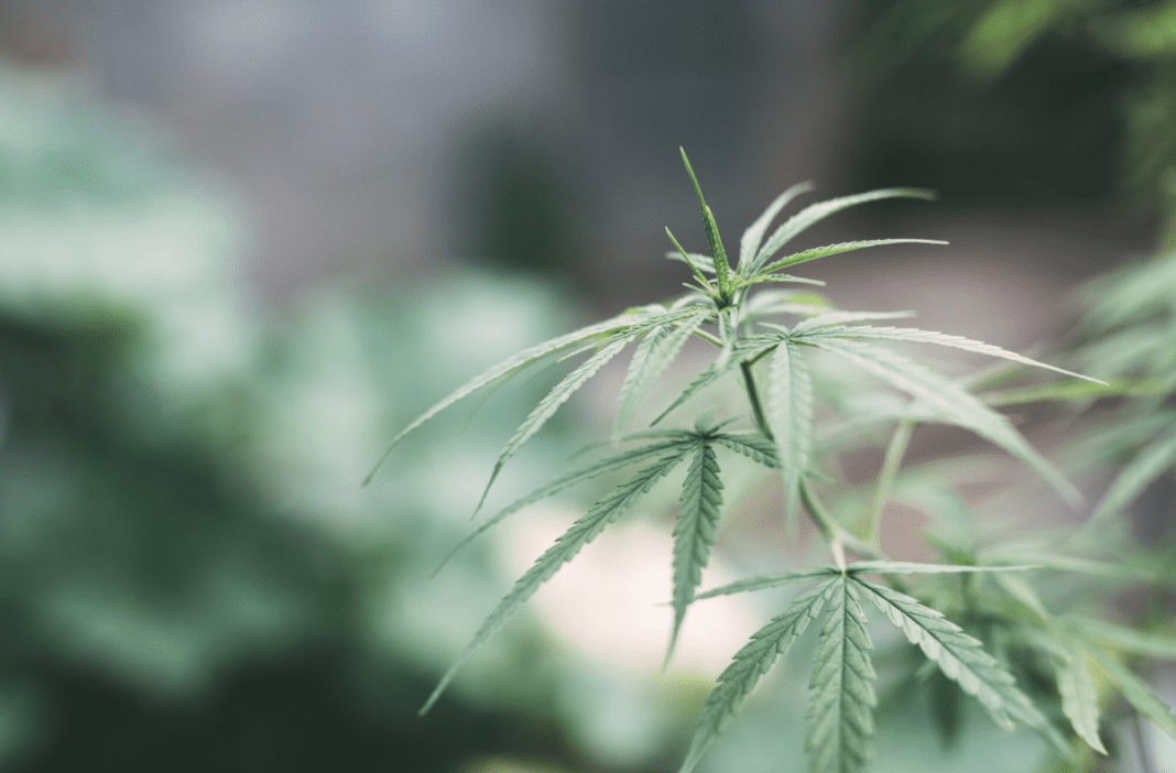 Семена конопли: легальное использование